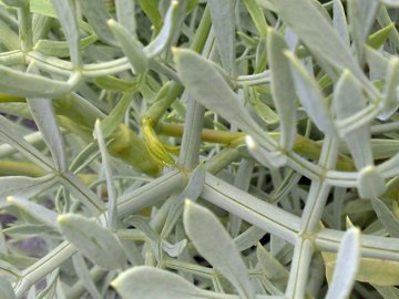 Sulla lava vicino al mare - Crithmum maritimum